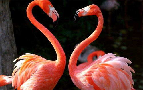 10-Flamingo-love.jpg