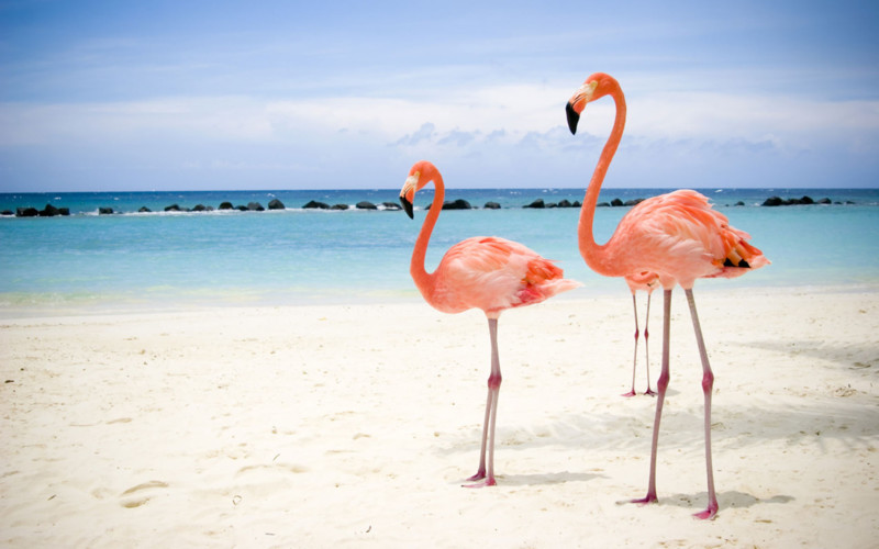 flamingos.jpg